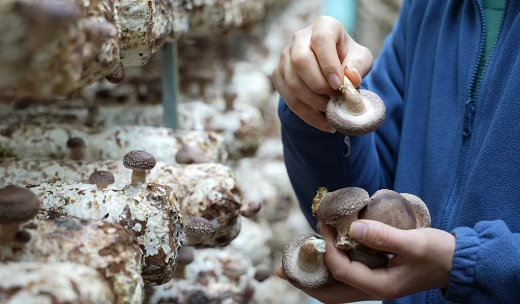 道真：食用菌上棒采菇两相忙