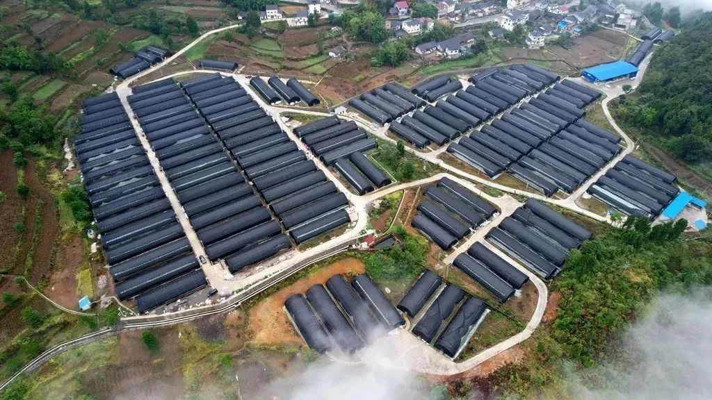 【“四新”“四化”新道真】道真食用菌产业裂变式发展